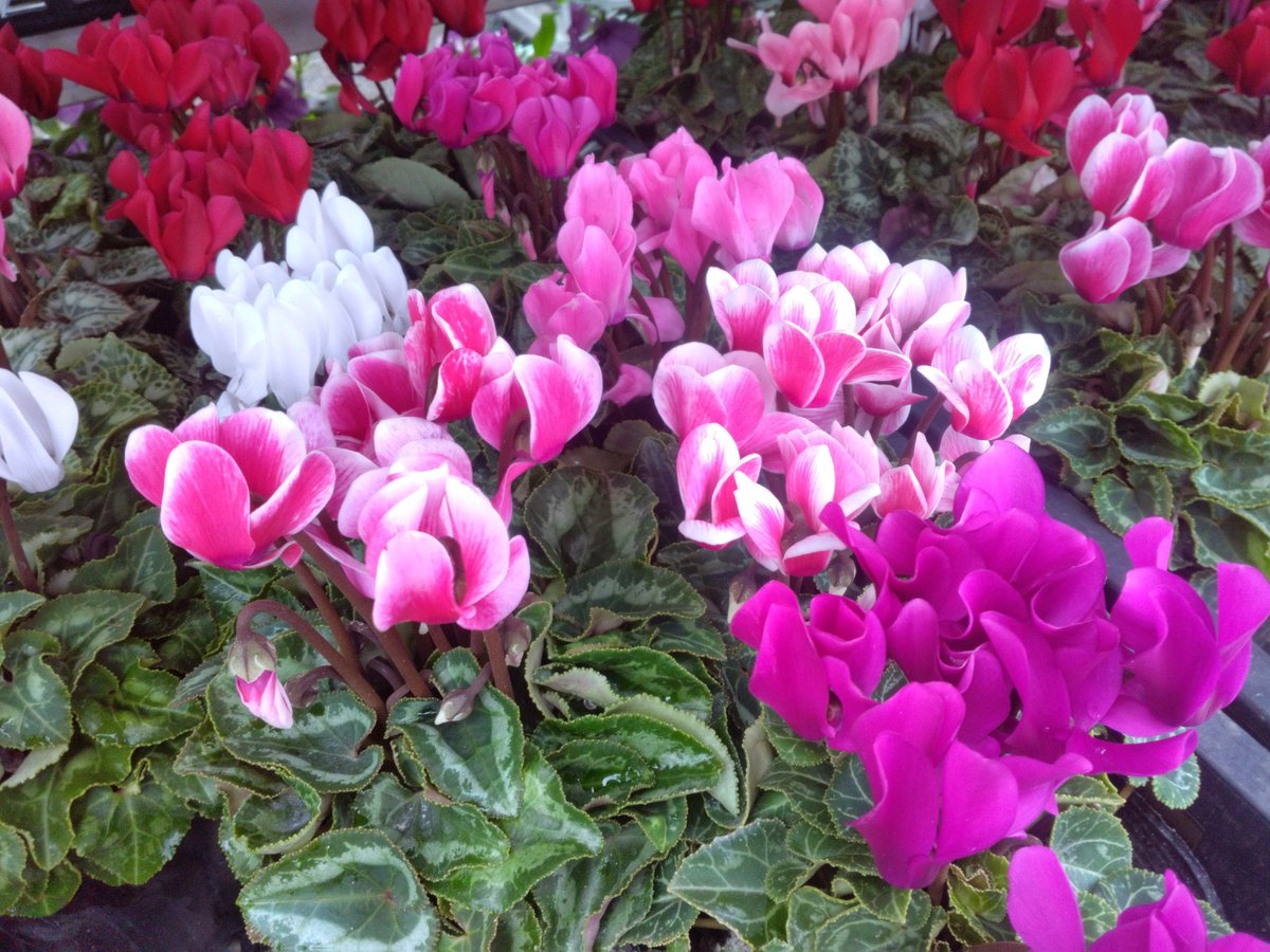 ワールドフラワー 本店（梶ヶ谷店） on X