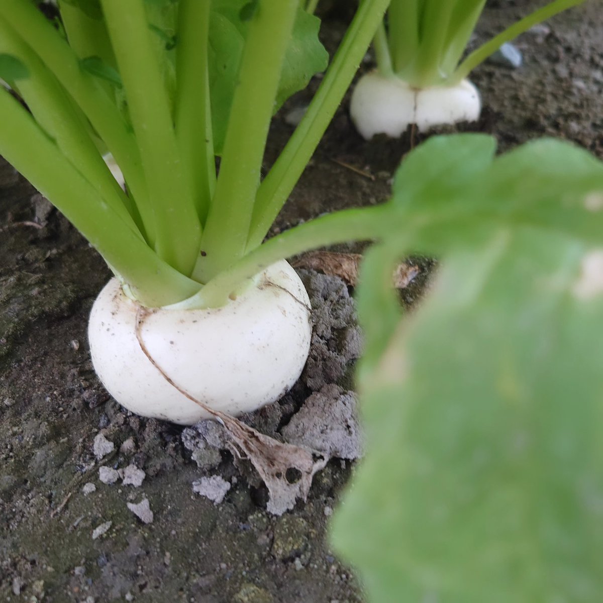 OGUNI73169459's tweet photo. root farmさん

冬野菜元気に成長中！
第1段カブはまもなく
お楽しみに。

キャベツ、ひゃつか、大根も成長中

https://t.co/FzUzOESw3W https://t.co/zcwQIewPrE