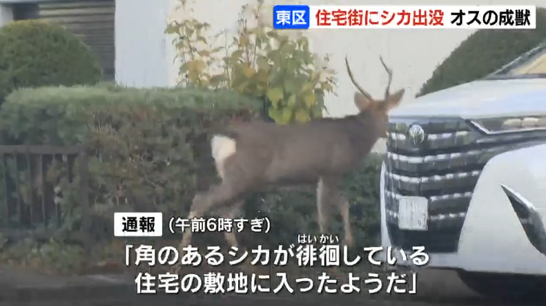 シカ　角　北海道 シカ 角 北海道 北海道 道東 鹿の角