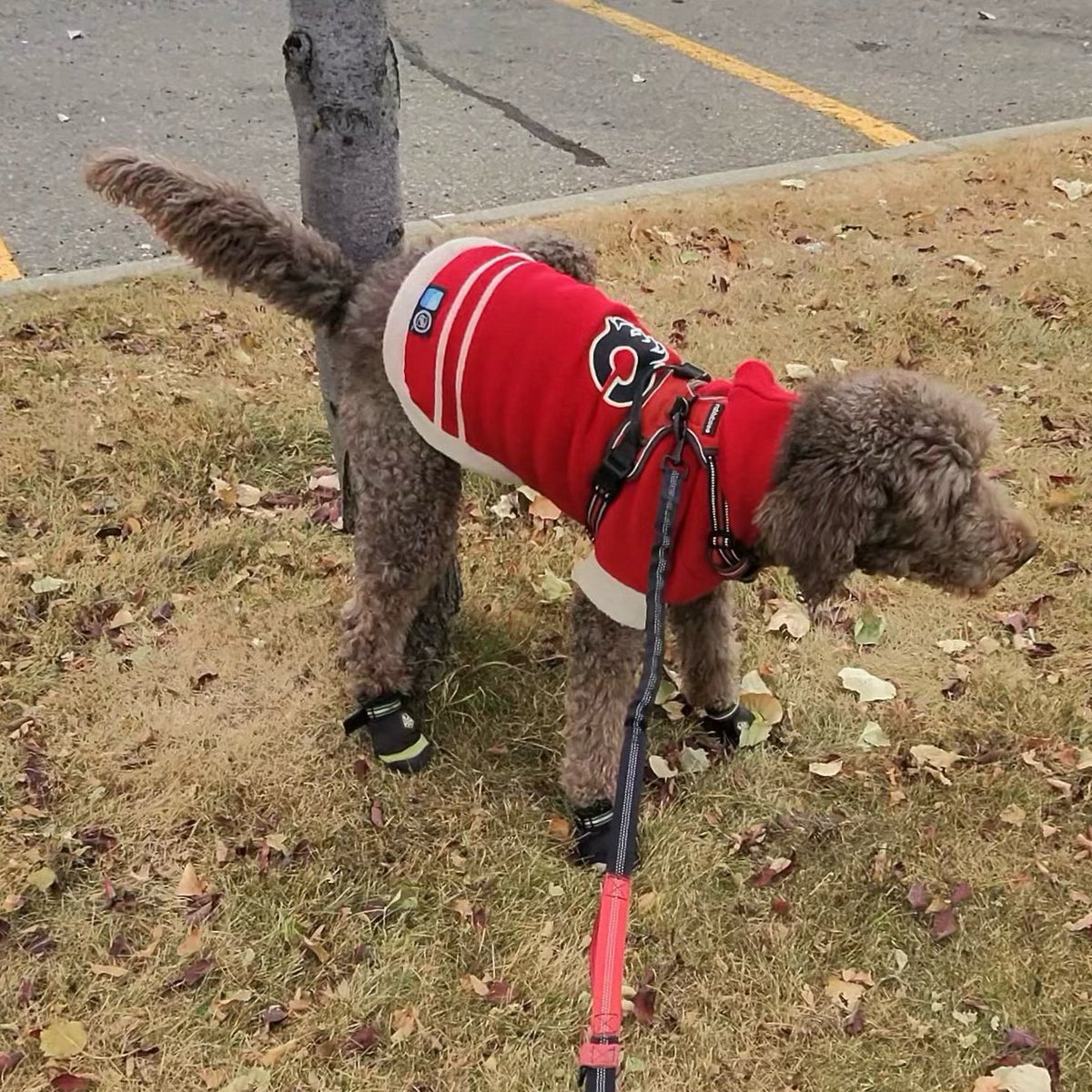 Today’s episode of “did it stick”… #spoo #spooinboots