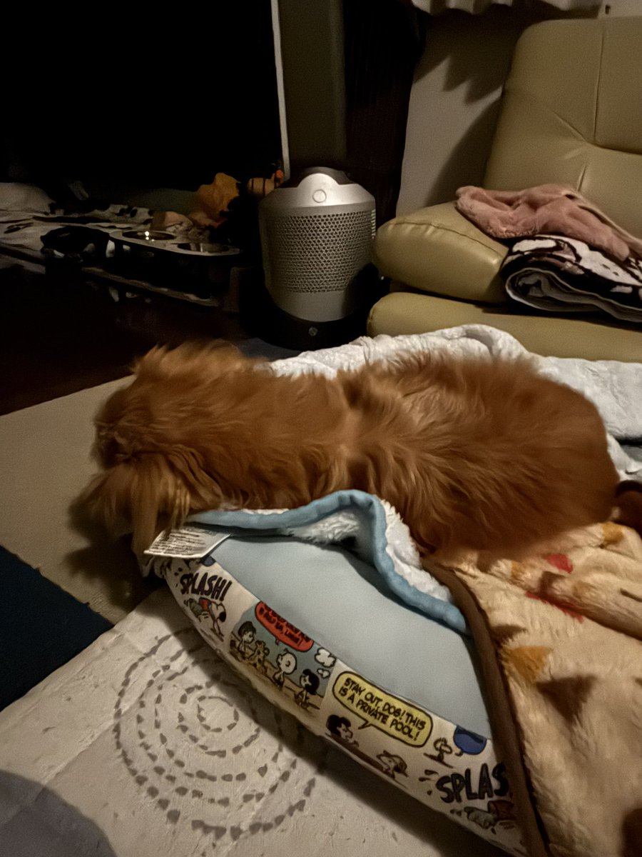 ゆきんこ🌸 on X