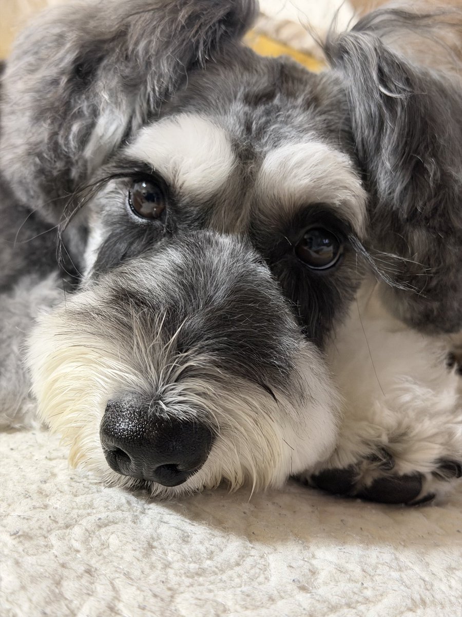 やっぱり
フォアフォア耳
かわいい🩷