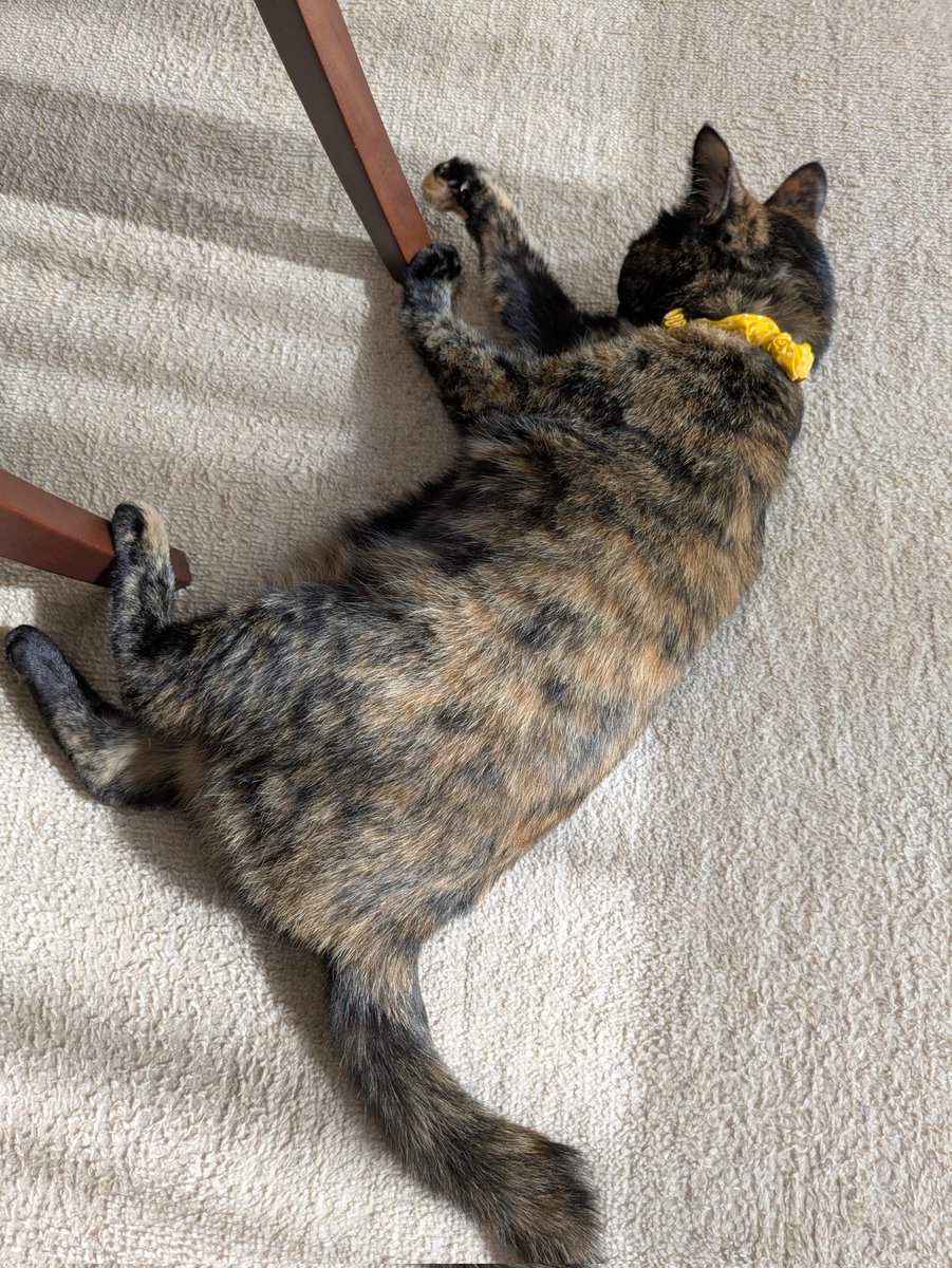 真は錆猫が好き 真は錆猫が好き 真は錆猫が好き kei matsumoto on X: