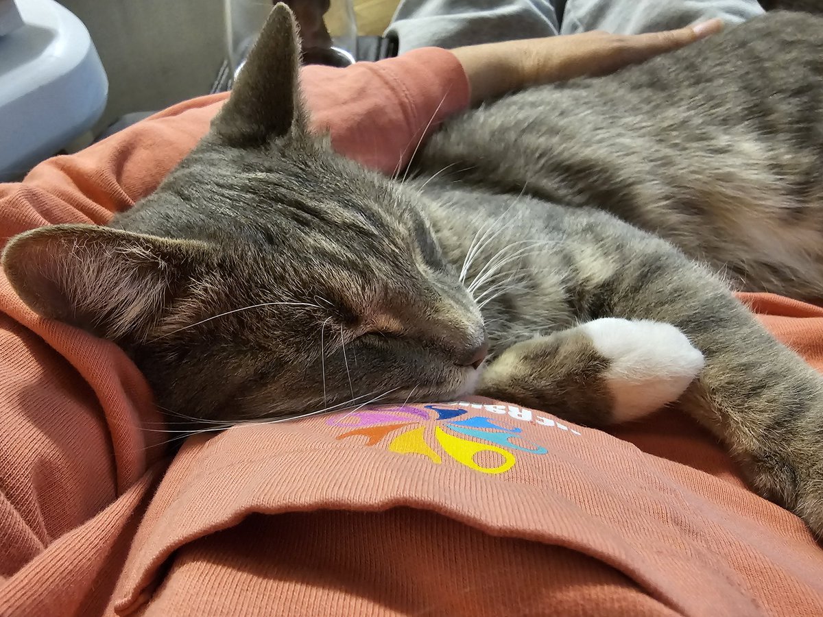 CatMaChaos's tweet photo. My boy!!!
#CadeKitty is an angel 😇 when he's sleeping 😴 

🐈 #CatMaChaosKitties #CatMaChaos #catsofx #catsontwitter #cats #catlife #lifewithcats #lovemycats #theyrescuedme 🐈  ❤️ https://t.co/k6cn9XAcuq