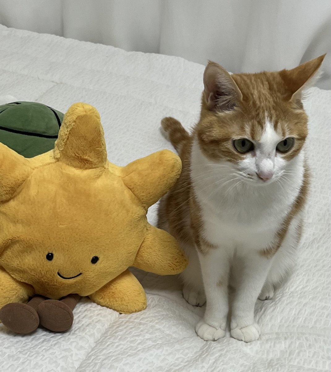 3.6kg도 몸무게라고 이불 폭 들어가는 거 웃김