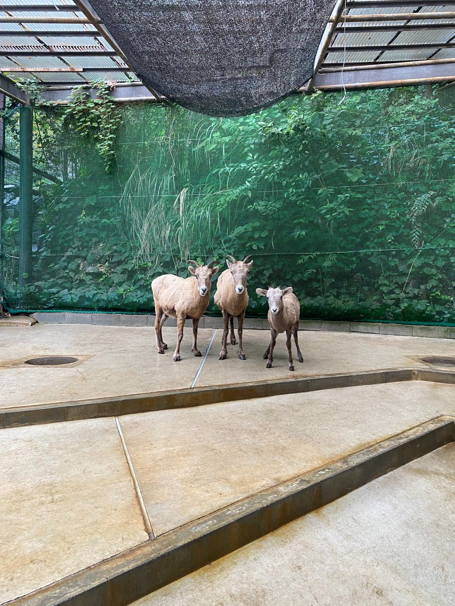 クマ蔵 シロクマ MZ-7 長角形堀込引手ホワイト JANコード