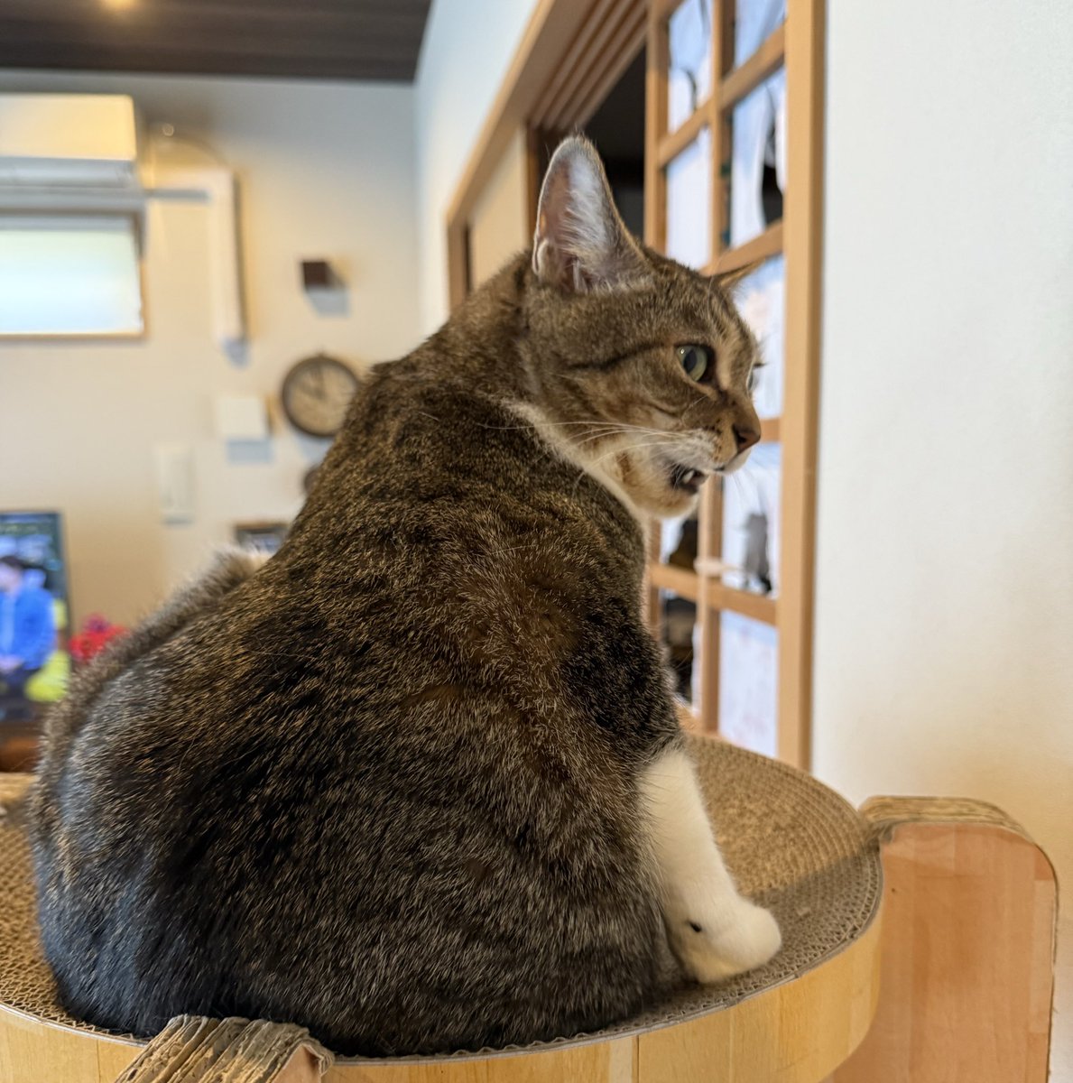 まるりん (@shantotto55) / Posts / X