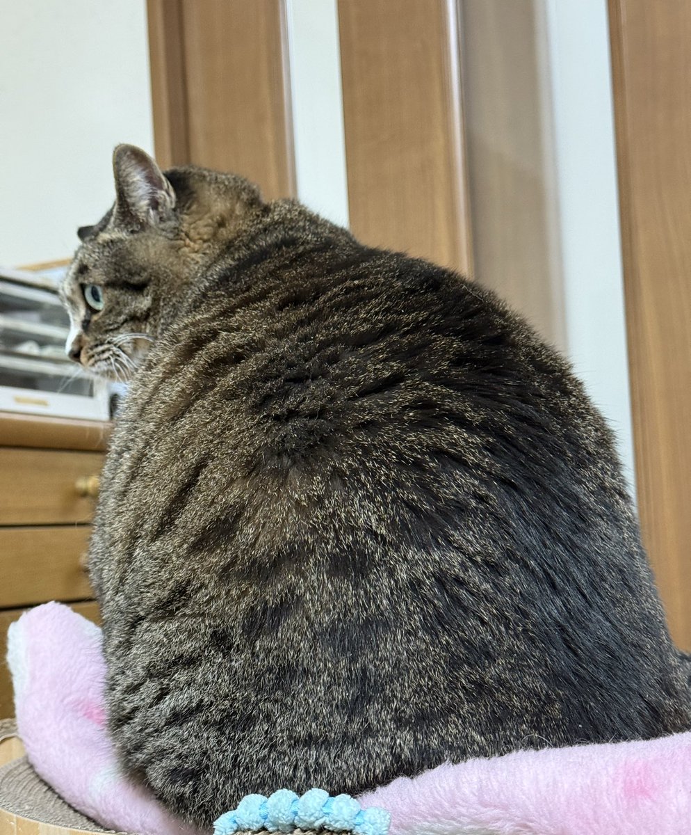 まるりんさん まるりん@レクチャーガイド受付中！ (@anglermarurin) / Posts / X