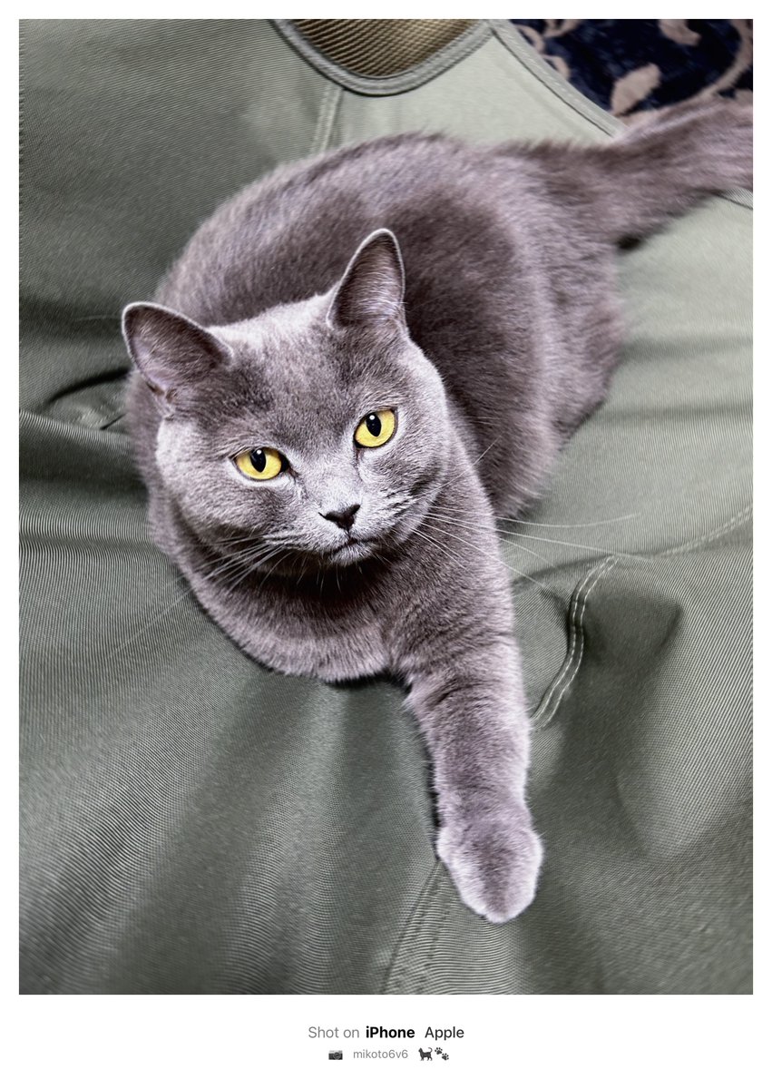 プカプカ猫　in　sky SSR♡ on X