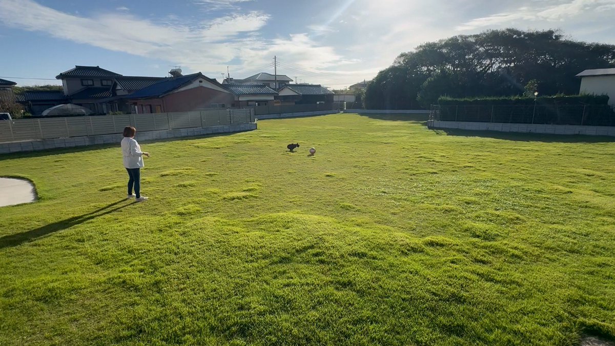 cx_mezamashi's tweet image. #きょうのわんこ に登場してくれたのは「健賢（けんけん）」でした🐶ご主人が経営するコテージの看板犬🤠ここのドッグランでのボール遊びが大好きなんだって⚾️

きょうのわんこはFODで無料配信中→fod.fujitv.co.jp/title/3291/ 

#めざましテレビ