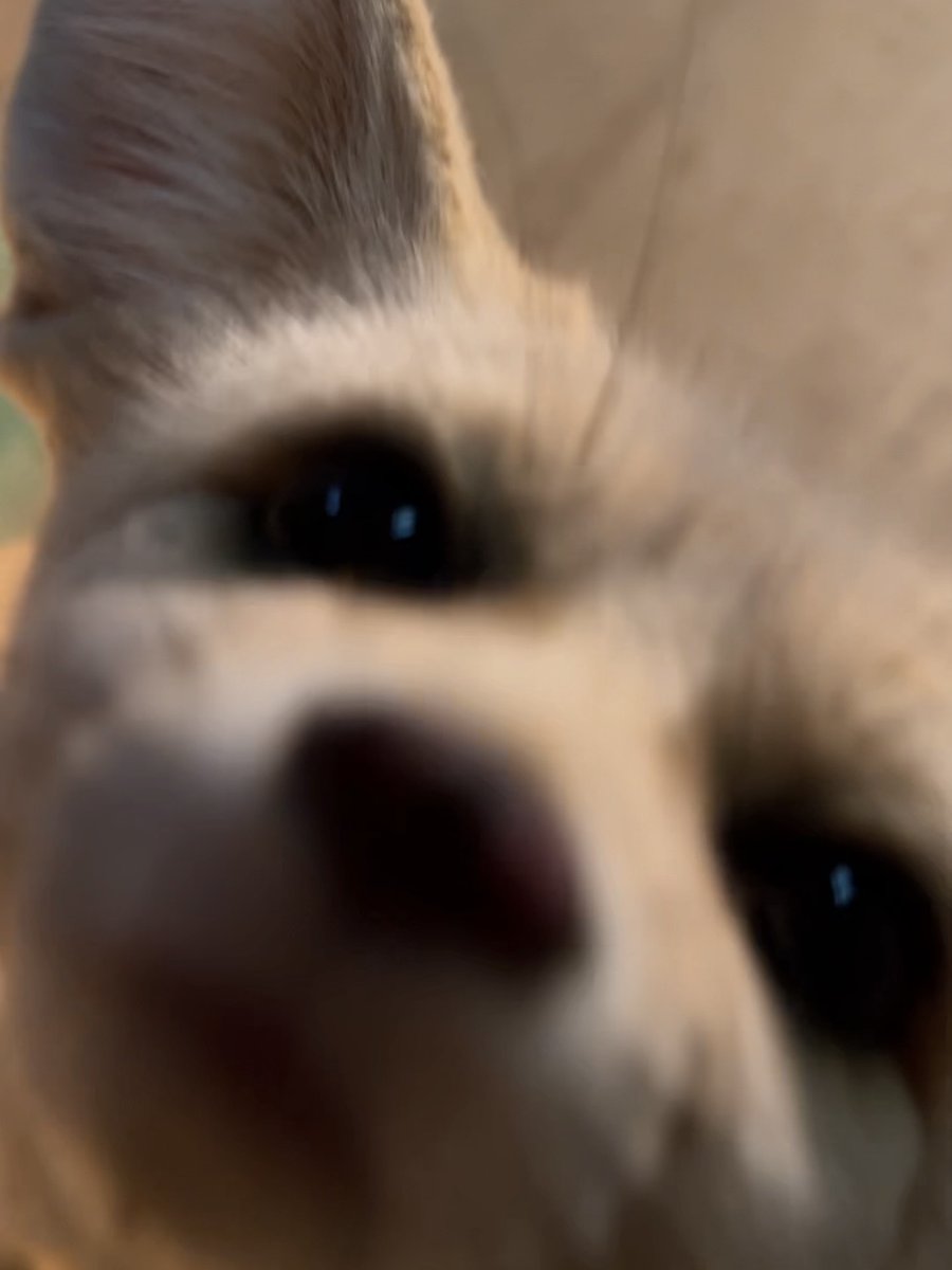 ハル (@hal_parade921) / Posts / X