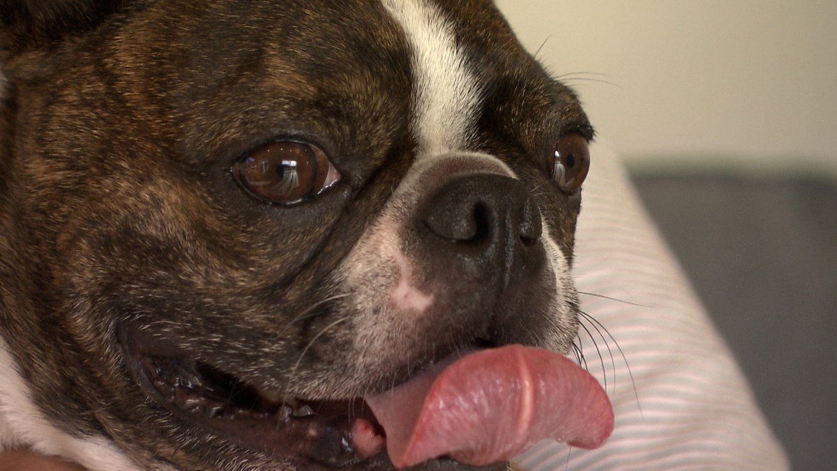 cx_mezamashi's tweet image. #きょうのわんこ に登場してくれたのは「健賢（けんけん）」でした🐶ご主人が経営するコテージの看板犬🤠ここのドッグランでのボール遊びが大好きなんだって⚾️

きょうのわんこはFODで無料配信中→fod.fujitv.co.jp/title/3291/ 

#めざましテレビ