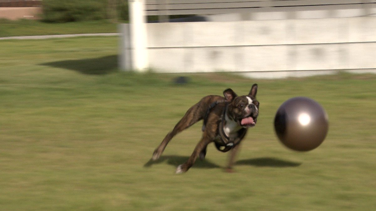 cx_mezamashi's tweet image. #きょうのわんこ に登場してくれたのは「健賢（けんけん）」でした🐶ご主人が経営するコテージの看板犬🤠ここのドッグランでのボール遊びが大好きなんだって⚾️

きょうのわんこはFODで無料配信中→fod.fujitv.co.jp/title/3291/ 

#めざましテレビ