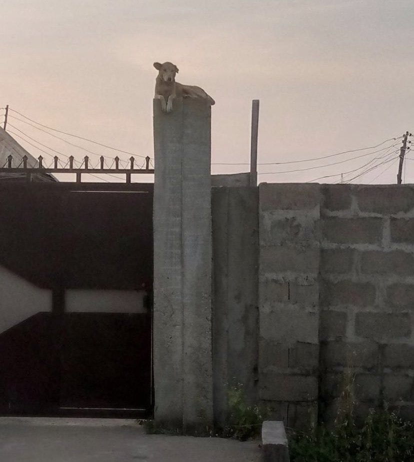 Afa bingo relax o😹
Na Security dog you be you no be batman