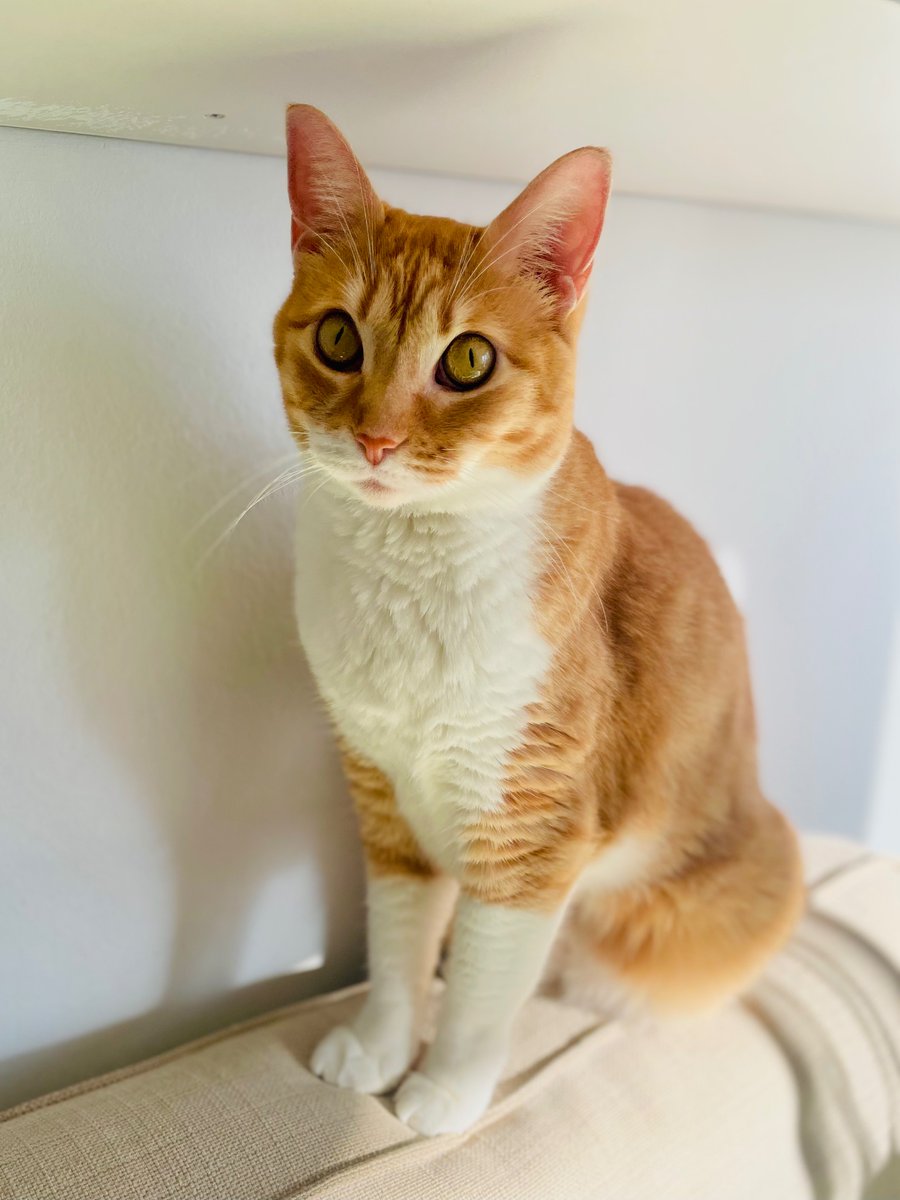 Muy buenos días!! 😻😻😻 Es lunes!! 😺☕️☀️🌸🎶👋