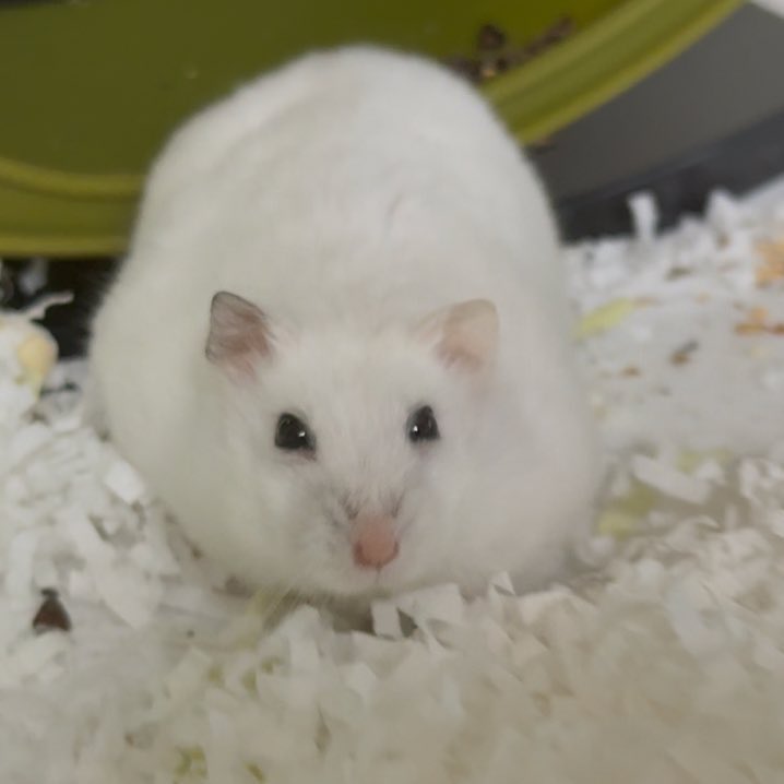 나 곱빼긴데😳