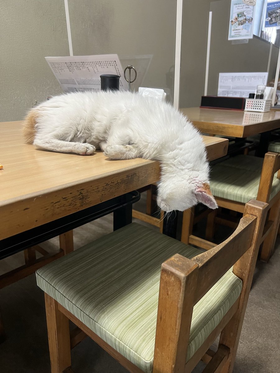 とらねこ🍺 (@chatoraneko) / Posts / X