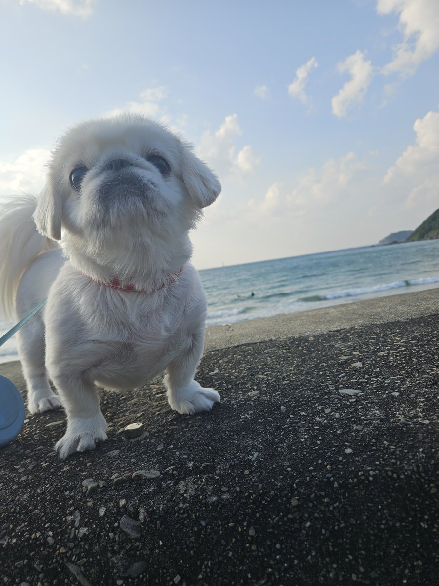 ニコママ (@nichomama) / Posts / X