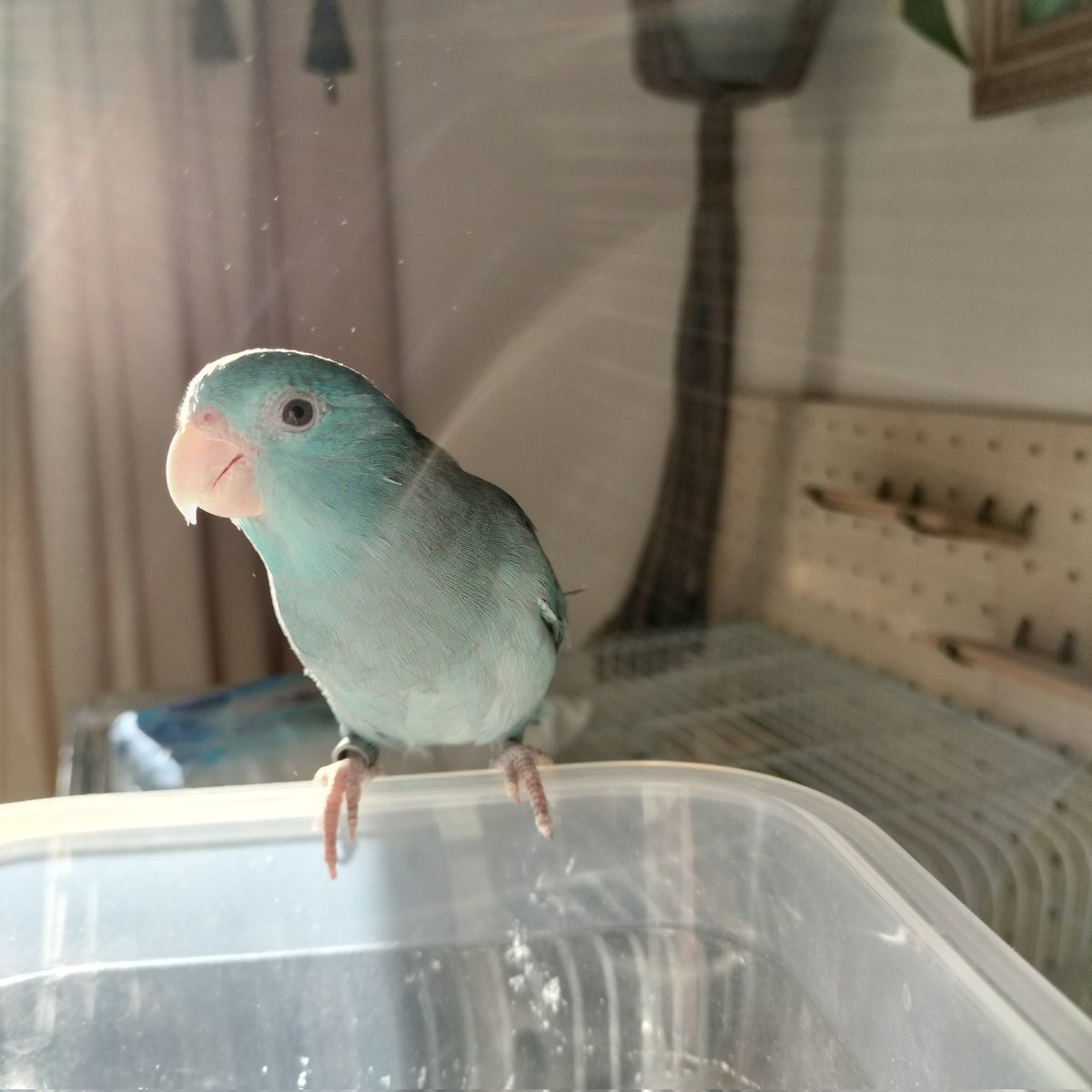 はんぺん (@kuriko0_0) / Posts / X