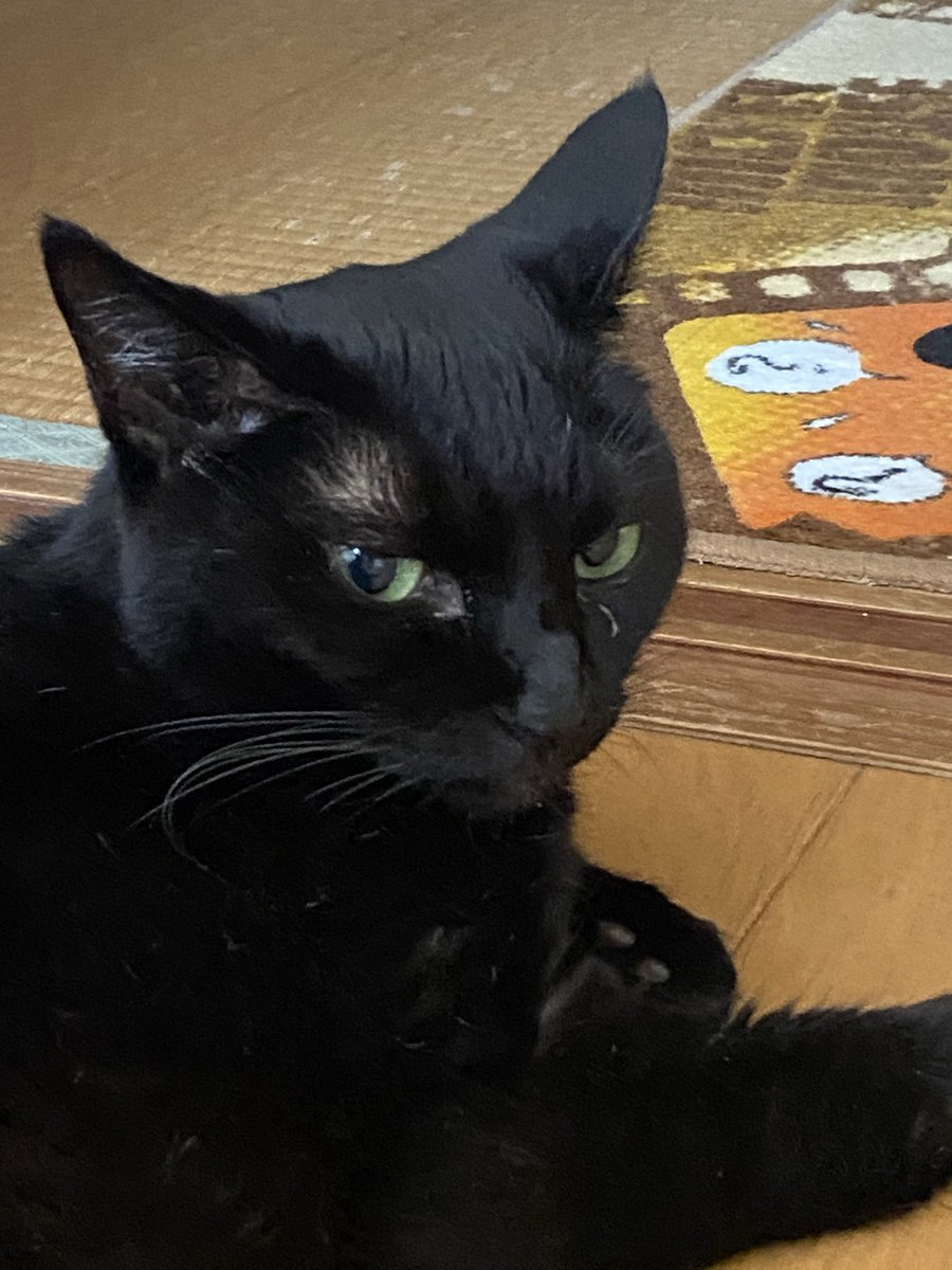 Qoo13598889's tweet image. 黒猫は幸運の使者です🐈⬛
#全英黒猫の日
#黒猫
 
🌈楽しくやってるかな…