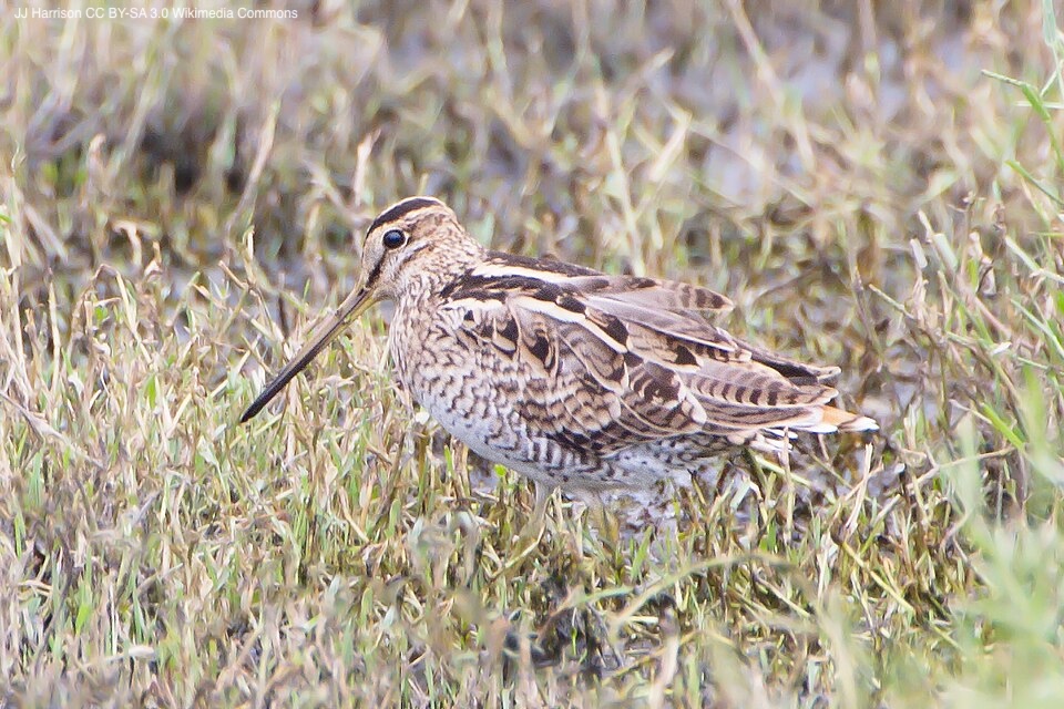IBIS_journal's tweet image. Movement behaviour of migratory Latham’s Snipe Gallinago hardwickii during their non-breeding season in Australia | doi.org/10.1017/S09592… | Bird Conservation International | #ornithology