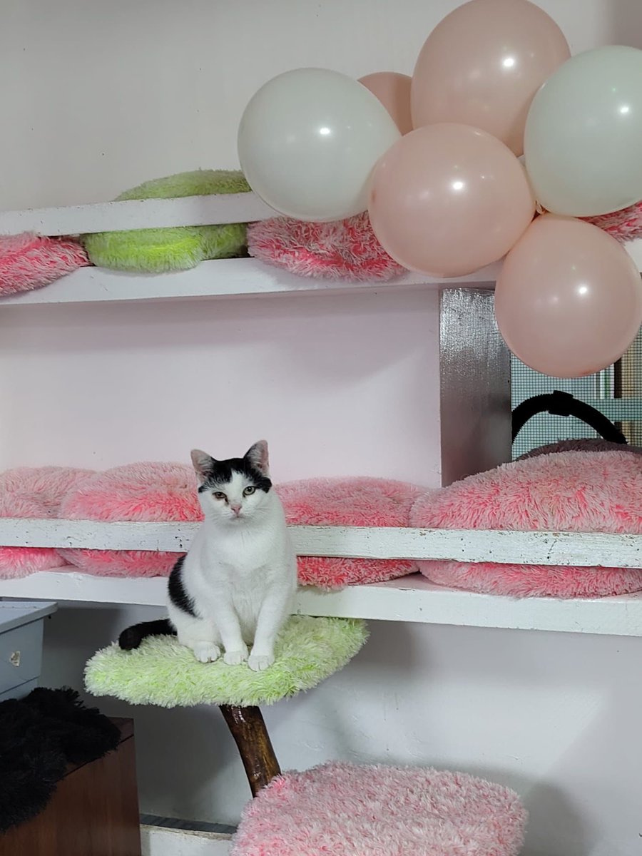 4 Jahre Katzenwohnung 🥳❤️ Gestern hatten wir Jubiläum- das wurde groß gefeiert! Durch dieses Projekt konnten wir schon weit über 300 Katzen retten 🥰 Wer sie noch nicht kennt, hier gibts alle Infos: einherzfuerstreuner.de/projekt/katzen… ❤️