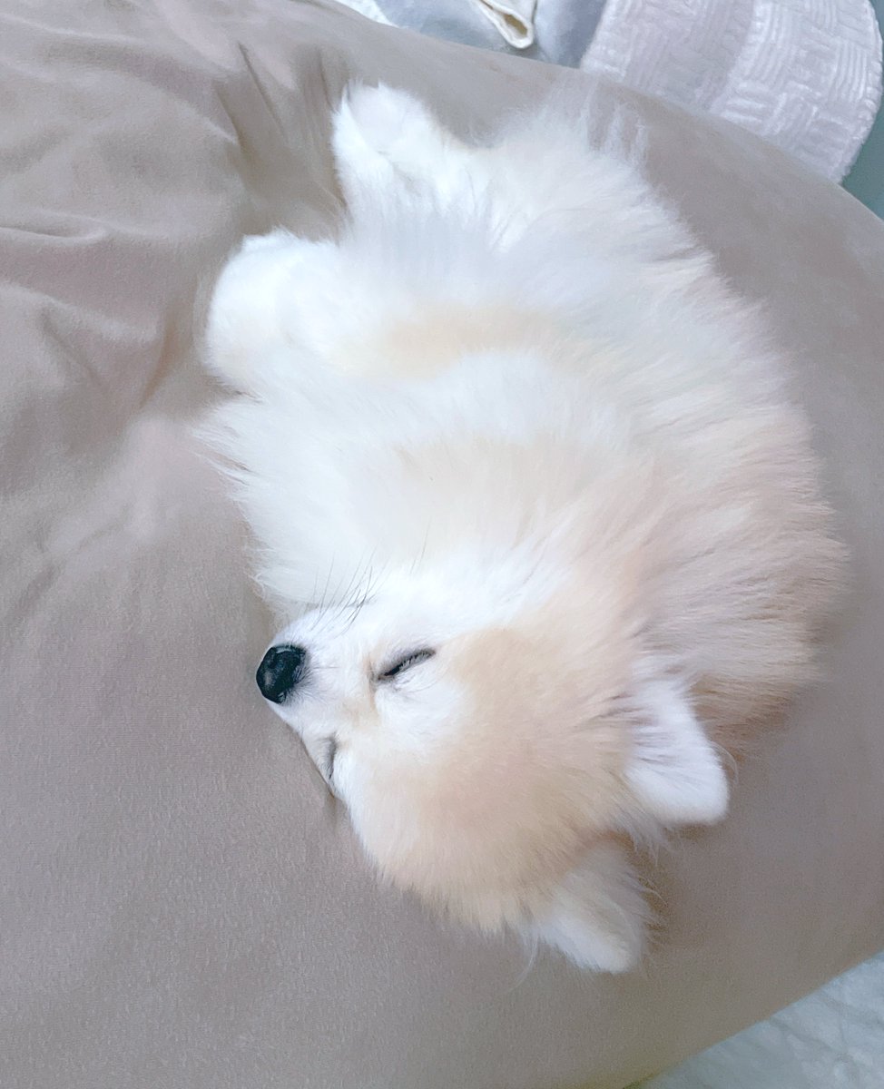 カピバラ様、紅三四郎 カピバラ様、紅三四郎