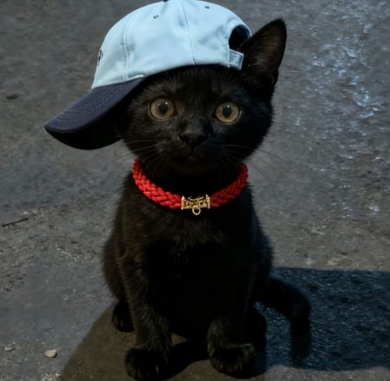 🐈‍⬛ㅋㅋ