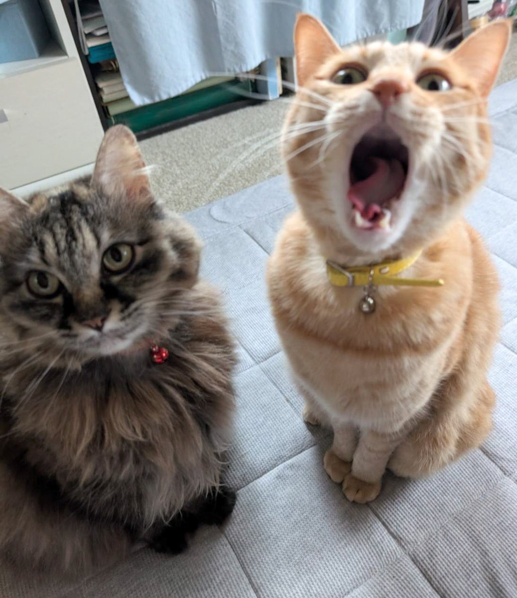 purinlala's tweet image. あうん