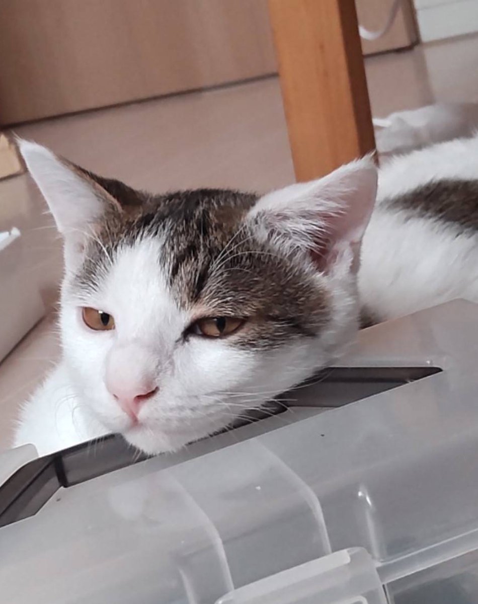 M6W0O2LyCi84112's tweet photo. たいくつ。
#猫のいる暮らし 
#猫好きさんと繋がりたい 
#ねこ
#猫 https://t.co/pVyPJle9TE
