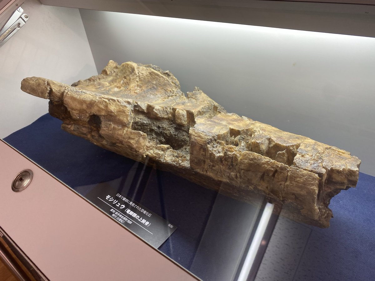 恐竜化石探訪 on X