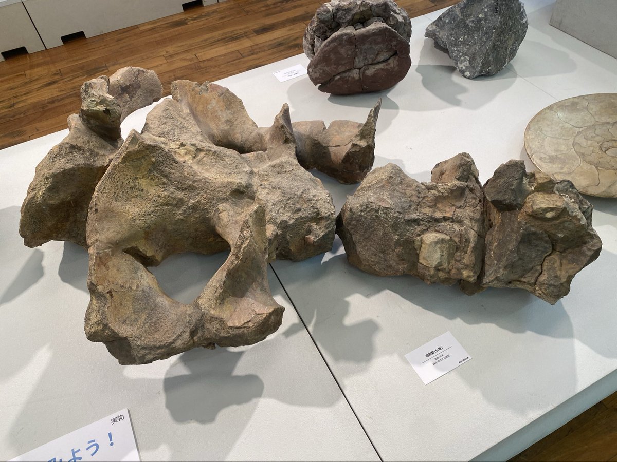 恐竜化石探訪 on X