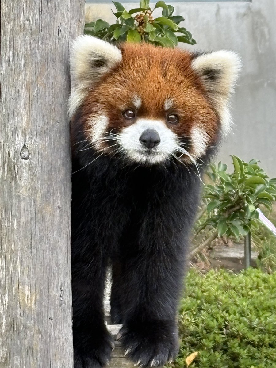 夕食が待ち遠しそうなライトくん

#鯖江市西山動物園
#レッサーパンダ
#ライト