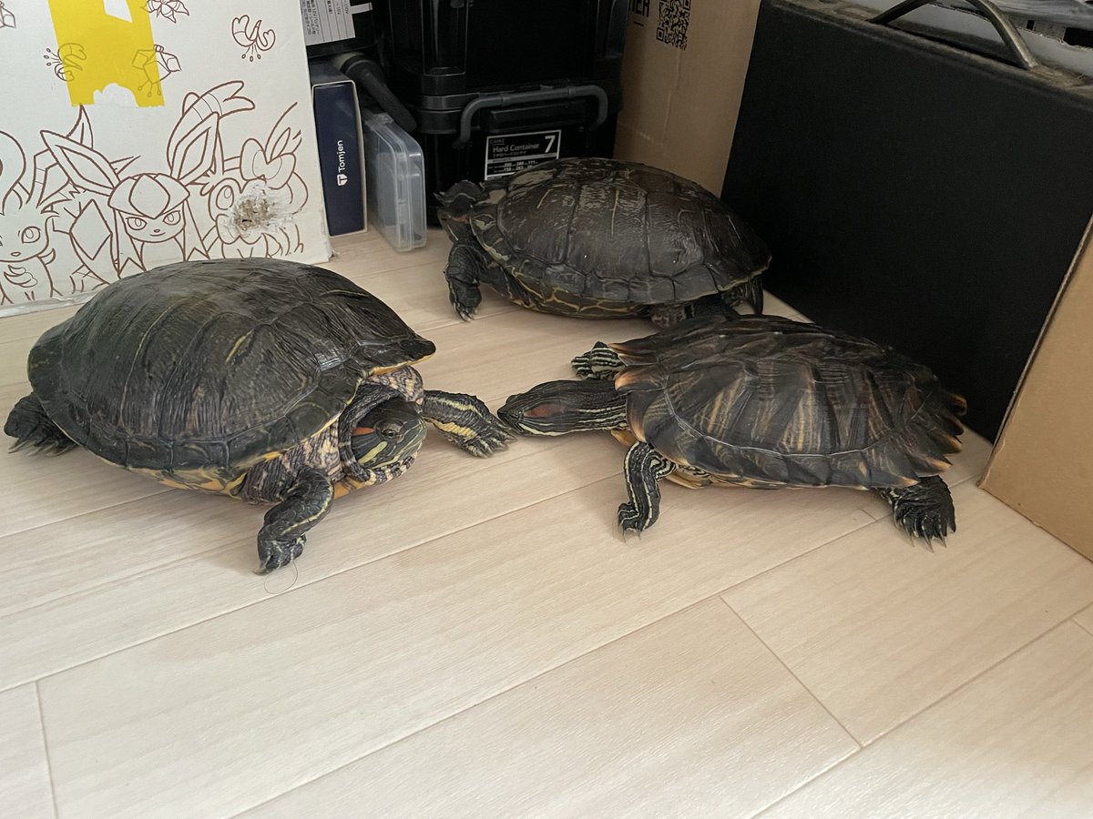 【みどりがめ】 かめきちさん、今日は威嚇しない。 頭なでなでしても大人しくし