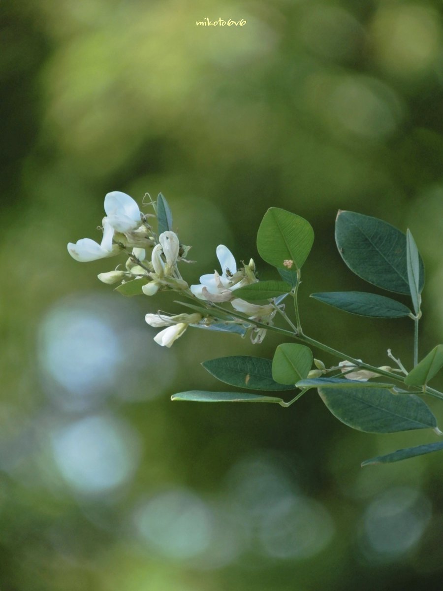 花束を手に mikoto on X