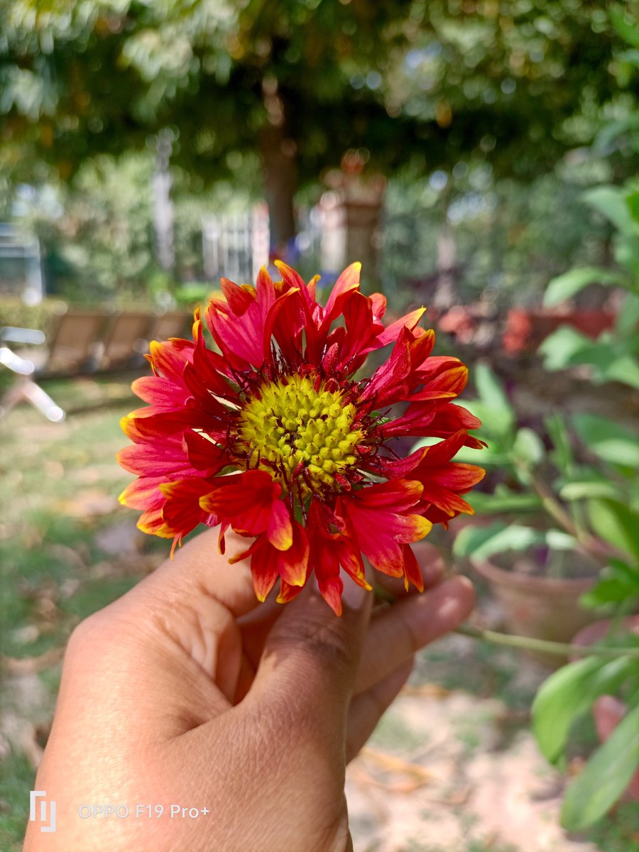 AnkahiChahat's tweet image. Absolutely no filter, no edits, no AI..
#theme_pic_India_flowers