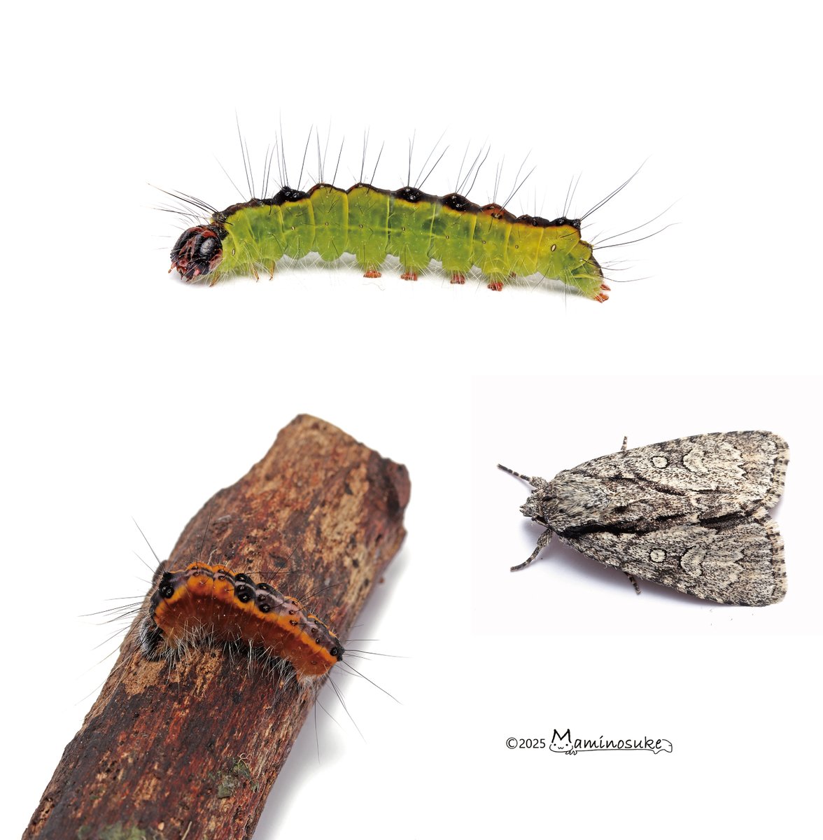 まみのすけ🐛いきもにあH-212 (@montachun) / Posts / X