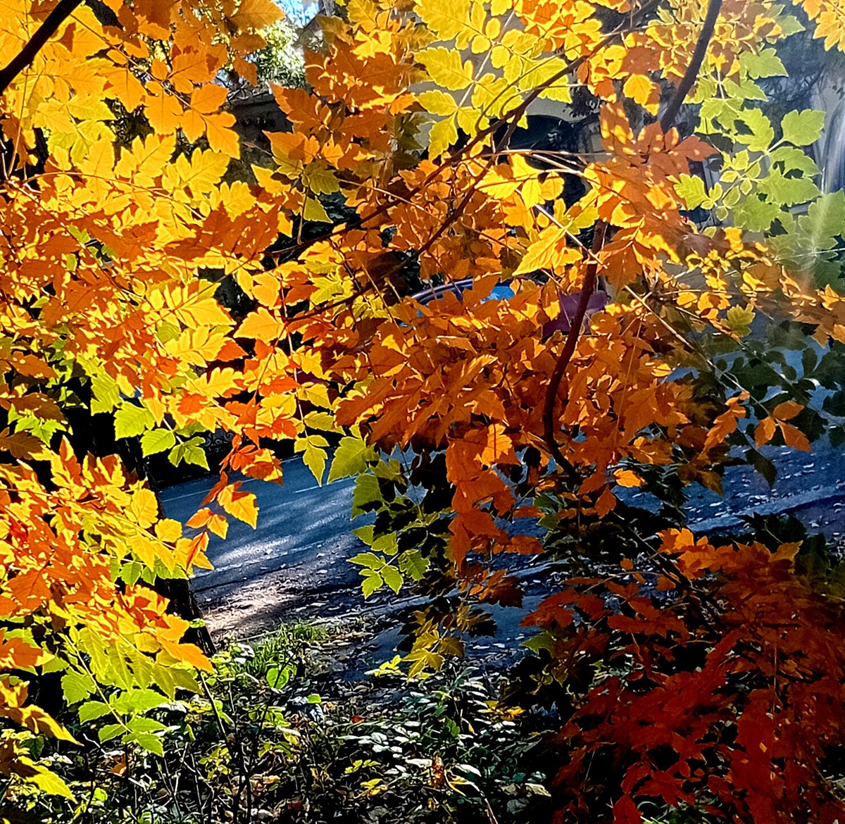 Катерина Галич tweet media