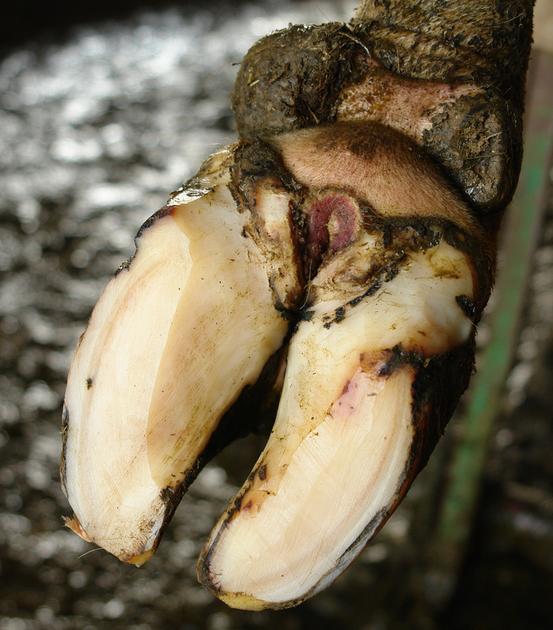 Comprendre l’origine des boiteries pour mieux les prévenir dlvr.it/TNvSrg