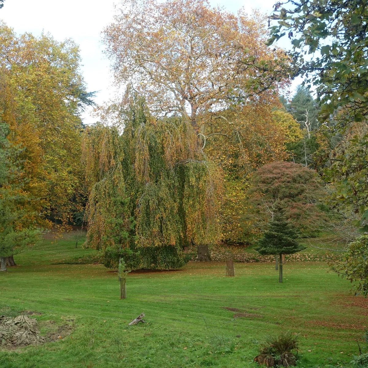 pellynut's tweet image. Albury Saxon Church and Albury Park