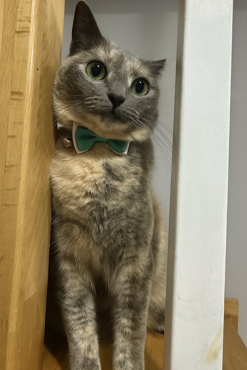 Just Elizabeth Cat tweet media