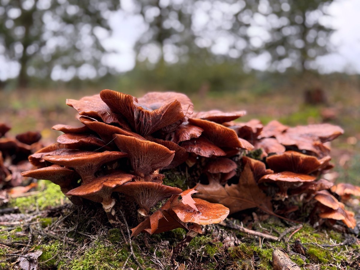 Goedemorgen. Wakker worden met pijn in je handen is niet de beste opstart van de dag. Paddenstoelen dan maar. Fijne maandag