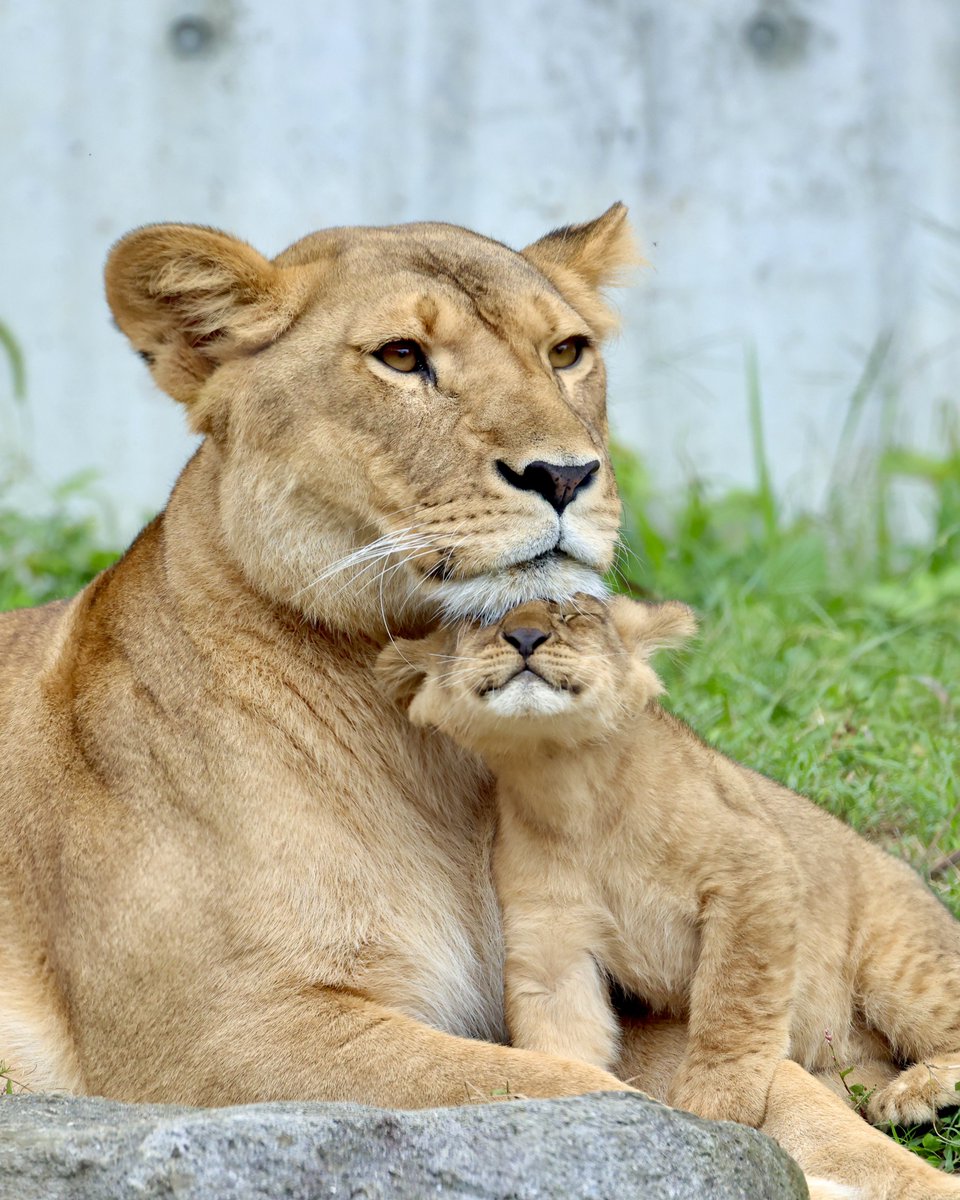 しげぞうライオン しげぞうライオン ヨドバシ.com - タカラトミー TAKARATOMY アニア