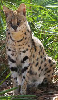 Serval Every Hour! (@servaleveryhr) on Twitter photo 