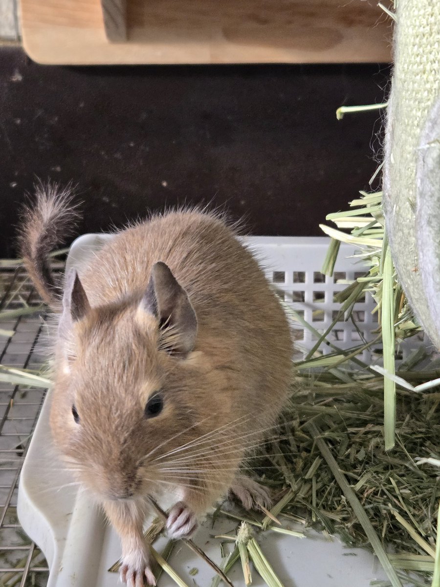 人んちの草はうめぇ