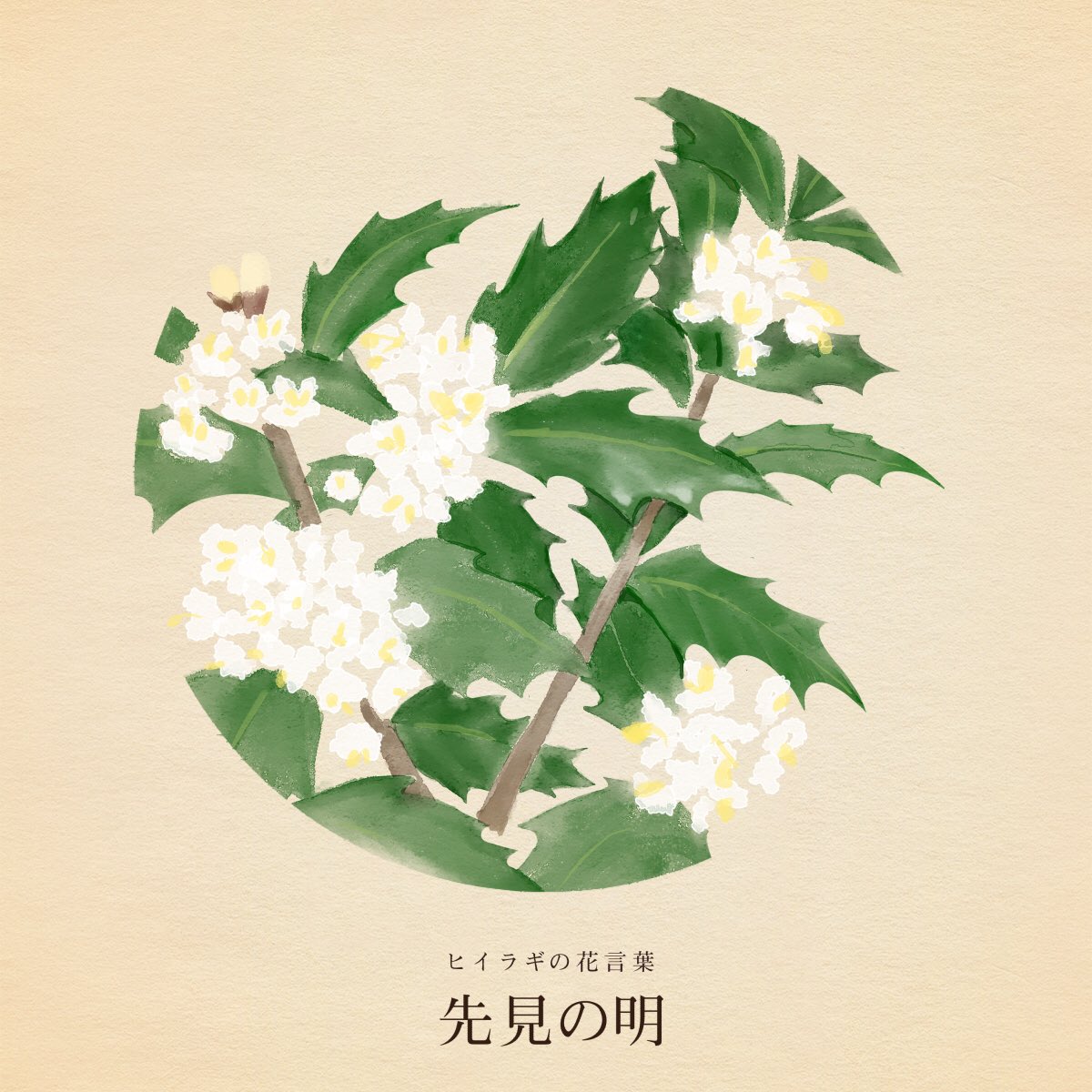 の*ん様 ❤️開花株❤️超大株❤️☘️639 【Ashwood】【ASHWOOD の*ん様 ❤️開花株❤️超大株❤️☘️639 【Ashwood】【ASHWOOD Jewel