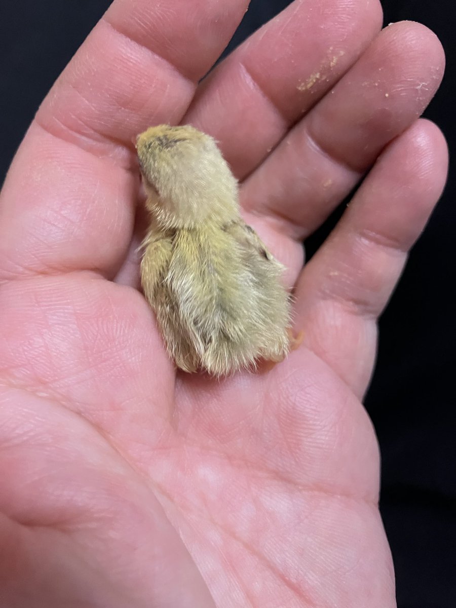 ポメころびページです❁⃘*.゜ ⠀ ⠀ こんにちは！じゅんです！ フォロワー3万名様 ありがとう