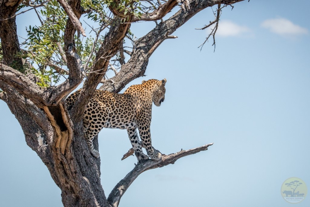 BusingyeJohns's tweet image. National Geographic lists Rwanda's Akagera Game Park among its 25 best-of-the-world tourist destinations for 2026.
The Karenge Bush Camp and The Wilderness Magashi Peninsula are named as a high end wilderness enthusiasts' paradise.
Like many things Rwandan, the story of The…