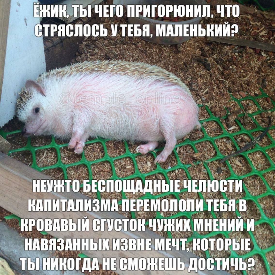 Капуста•°♡🇷🇺☦️ tweet media