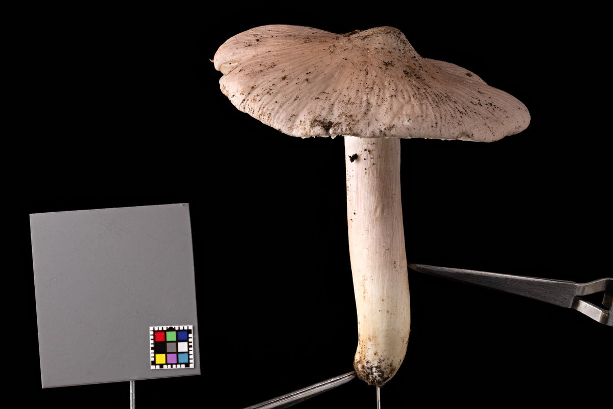 木下アユム Ayumu Kinoshita on X